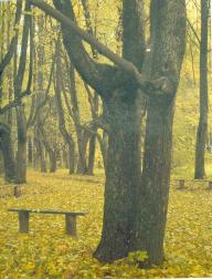 Усадьба Ганнибалов "Петровское". Парк. Главная аллея карликовых лип.   Фото 1975 г.